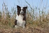 BORDER COLLIE 032